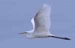 Great White Egret