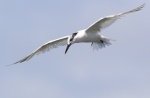 Sandwich Tern