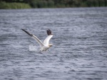 Gannet