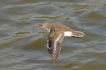 Common sandpiper