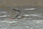 Spotted redshank