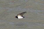 Swallow
