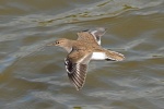 Common sandpiper