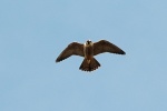 Peregrine falcon