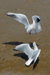 Black headed gull