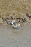 Dunlin