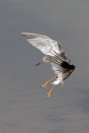 Redshank