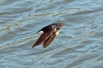 Swallow