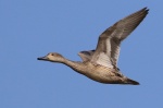 Pintail