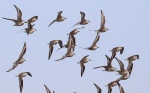 Knot flock