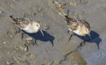 Dunlin