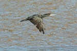 Cormorant