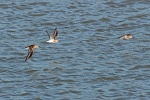 Dunlin