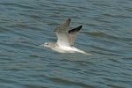 Greenshank