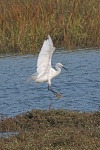 Little egret
