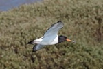 Oystercatcher