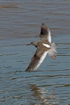 Redshank