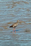 Spotted redshank