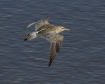 Bar tailed godwit