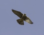 Peregrine