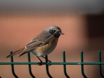 Redstart