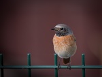 Redstart