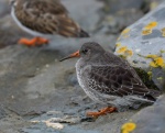 Purple Sandpiper