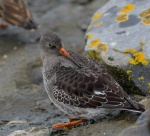 Purple Sandpiper