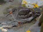 Purple Sandpiper