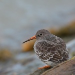 Purple Sandpiper