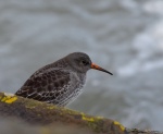 Purple Sandpiper