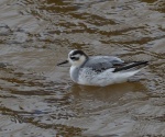 Grey Phalarope