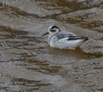 Grey Phalarope