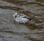 Grey Phalarope