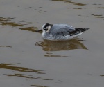 Grey Phalarope