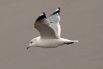 Common gull