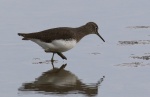 Green Sandpiper