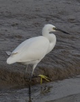Little Egret_02.jpg