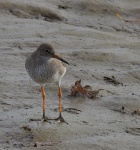 Redshank_01.jpg