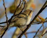 Chiffchaff.jpg