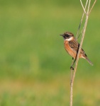 Stonechat_02.jpg