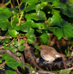 Blackcap_01.jpg