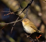 Chiffchaff_02.jpg