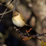 Chiffchaff_03.jpg