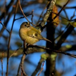 Goldcrest_01.jpg