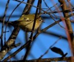 Goldcrest_04.jpg