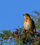 Song Thrush_02.jpg