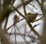 Yellow-browed Warbler_01.jpg