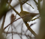 Yellow-browed Warbler_03.jpg