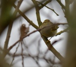 Yellow-browed Warbler_04.jpg